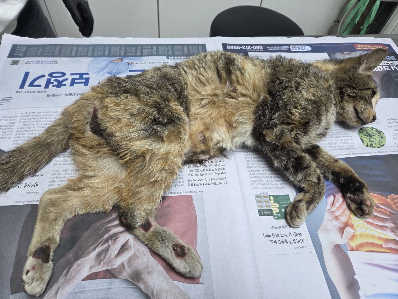 한국 고양이 이미지 파일 입니다.